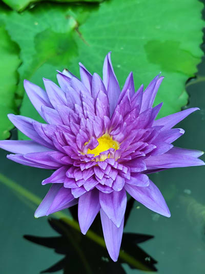 WATER LILY