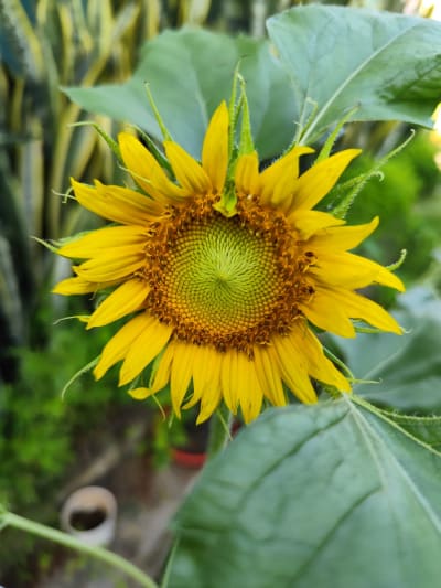 SUNFLOWER (pack of 10 seed)