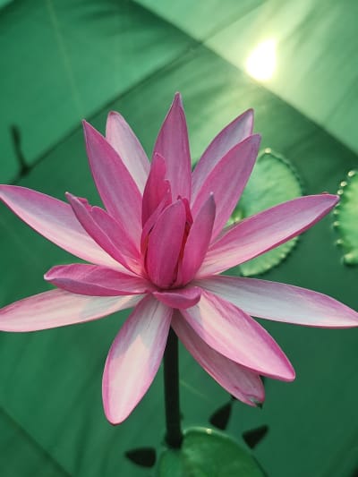 WATER LILY