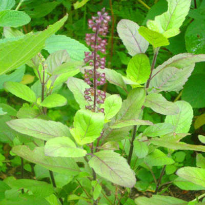 TULSI