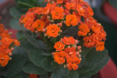 KALANCHOE