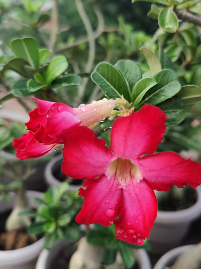 ADENIUM