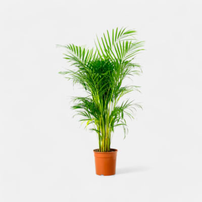 ARECA PALM