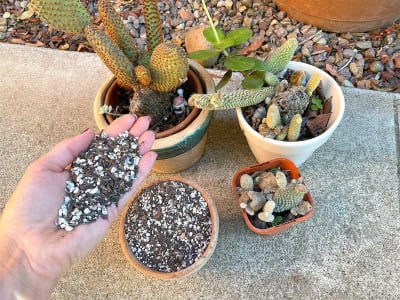 CACTUS SOIL (500 gm)