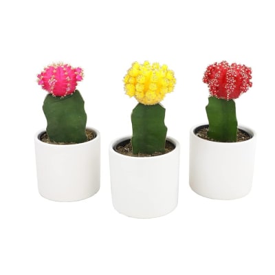 CHOCOLATE GEMINI CACTUS (set of 3)