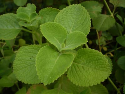 MAXICAN MINT