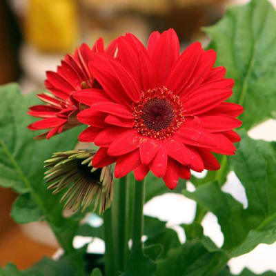 GERBERA