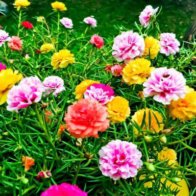 PORTULACA (pink ,yellow and white color are available)
