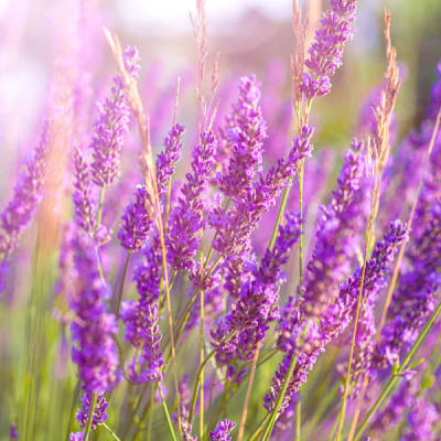 LAVENDER