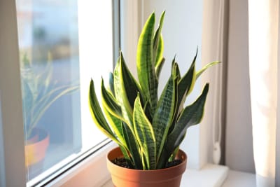 Dracaena trifasciata plant ( Snake plant dwarf)