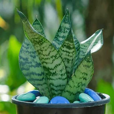 Sansevieria trifasciata 'Hahnii ( snake plant dwarf green )