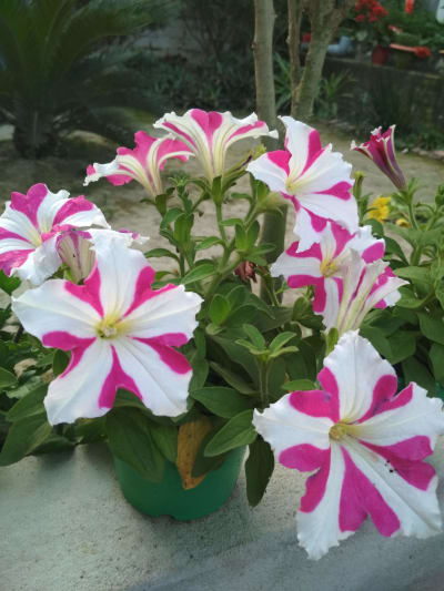 PETUNIA PLANT