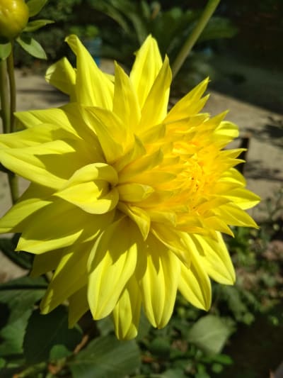 DAHLIA PLANT (YELLOW COLOR)