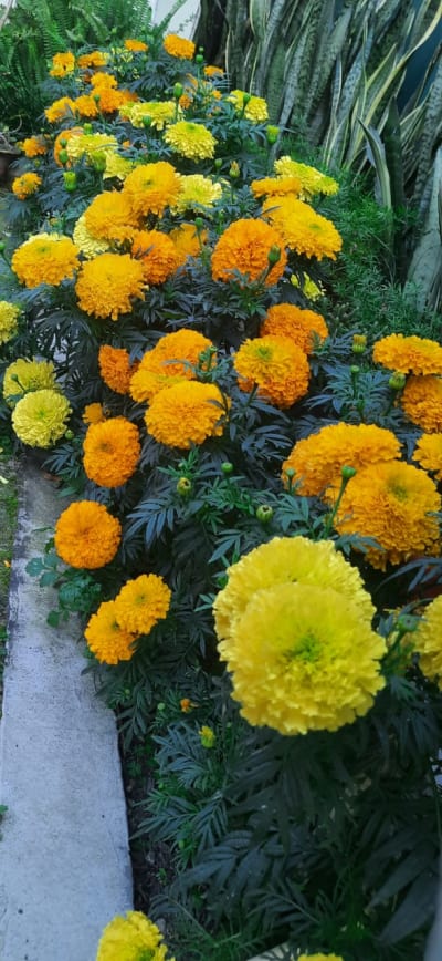 GOLDEN RULES OF FLOWER GARDENING
