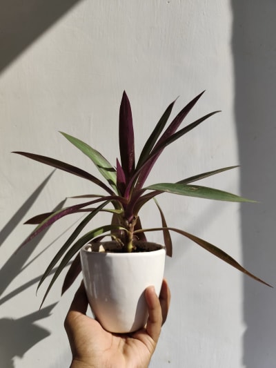 RHOEO PLANT FOR GIFTING
