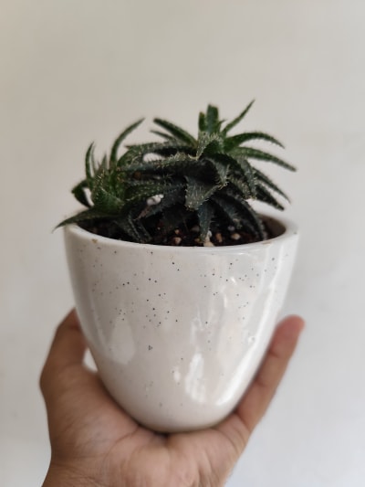 Zebra Haworthia in Minimalist Ceramic Planter