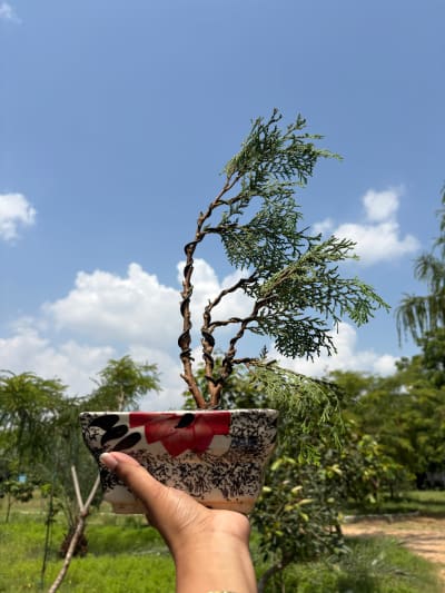 Windswept Bonsai (Fukinagashi Style)