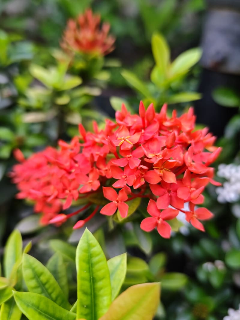 IXORA