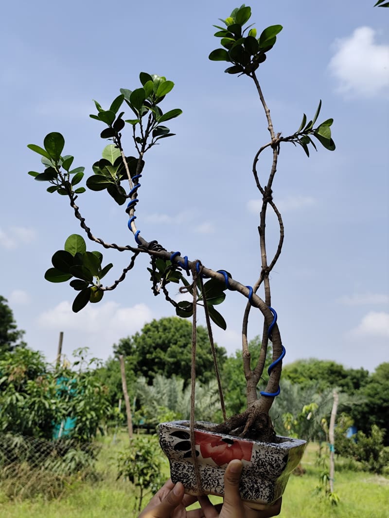 Semi-Cascade Bonsai (Han-Kengai Style)