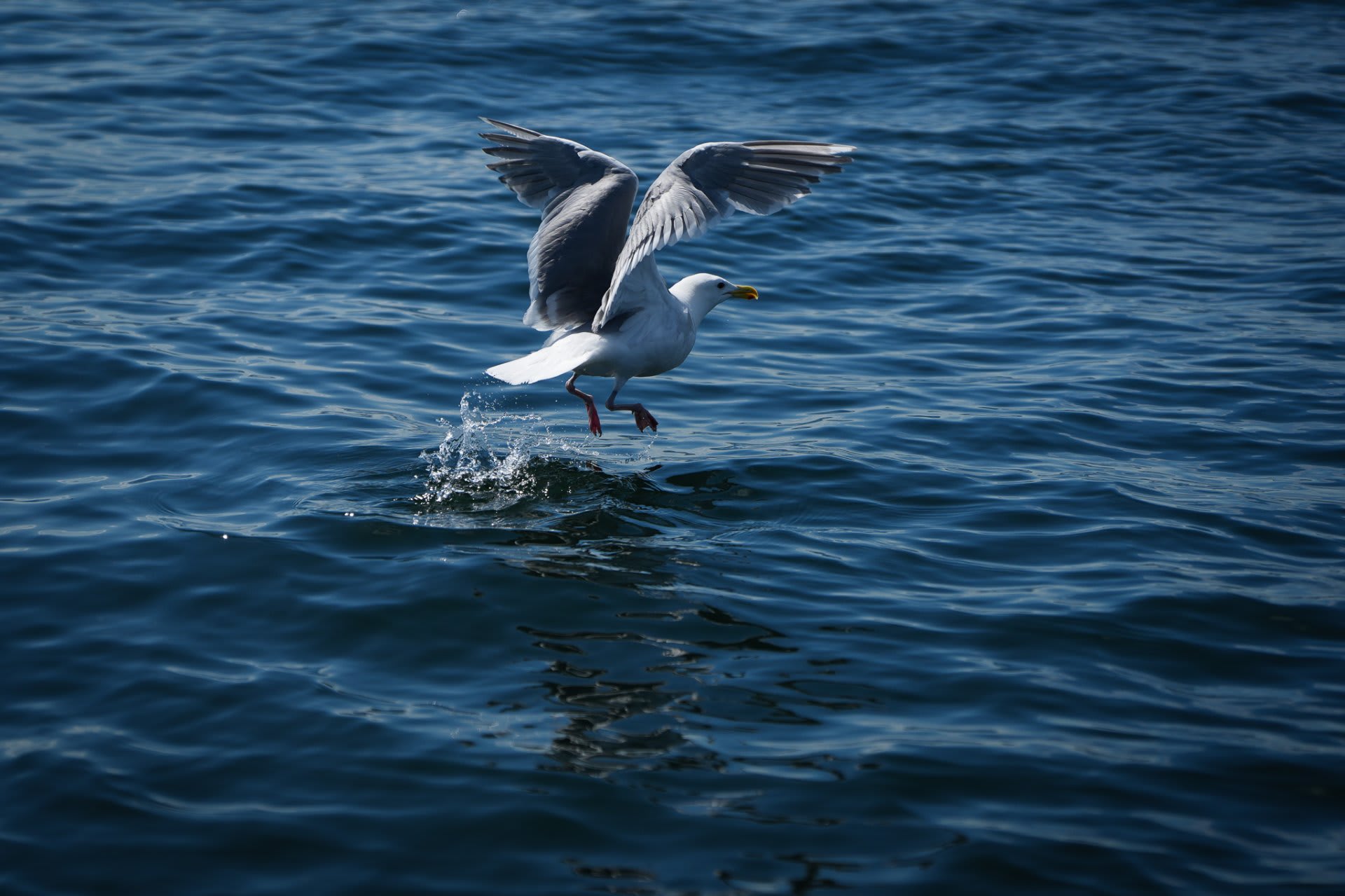 A seagull launches off the surface — the Sound's ever-present audience