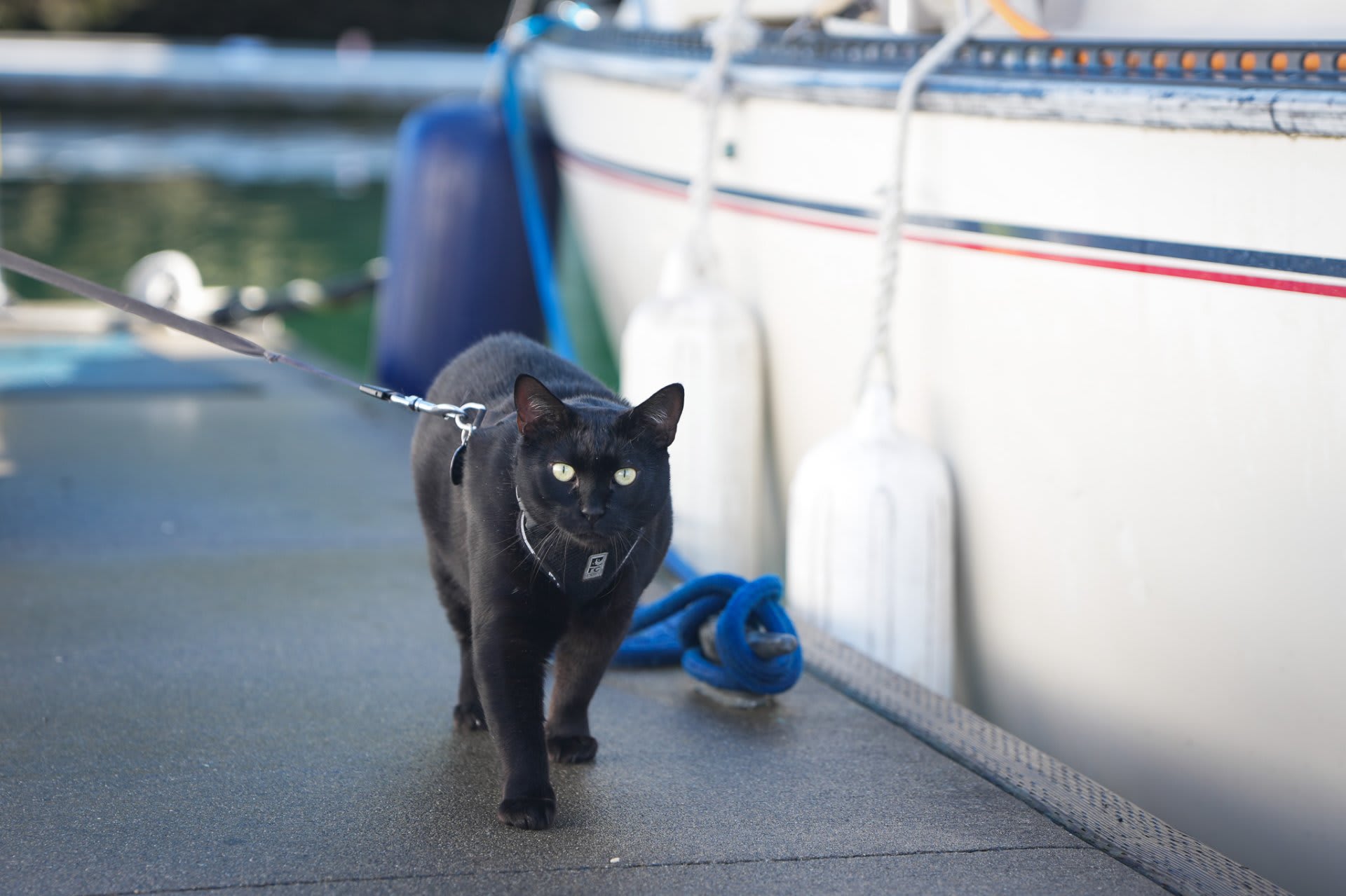 The unofficial greeter of the port: a sleek black cat on a leash, patrolling the docks like a seasoned first mate
