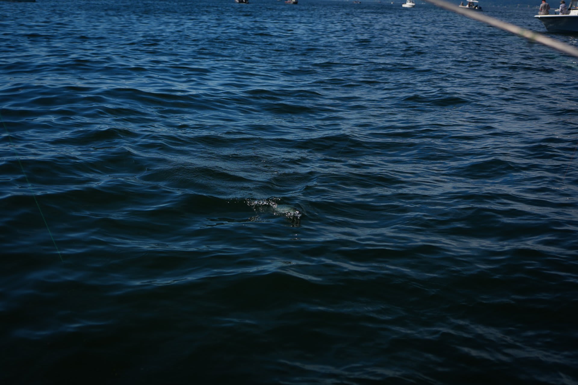 A shadow beneath the surface — the moment just before everything goes electric