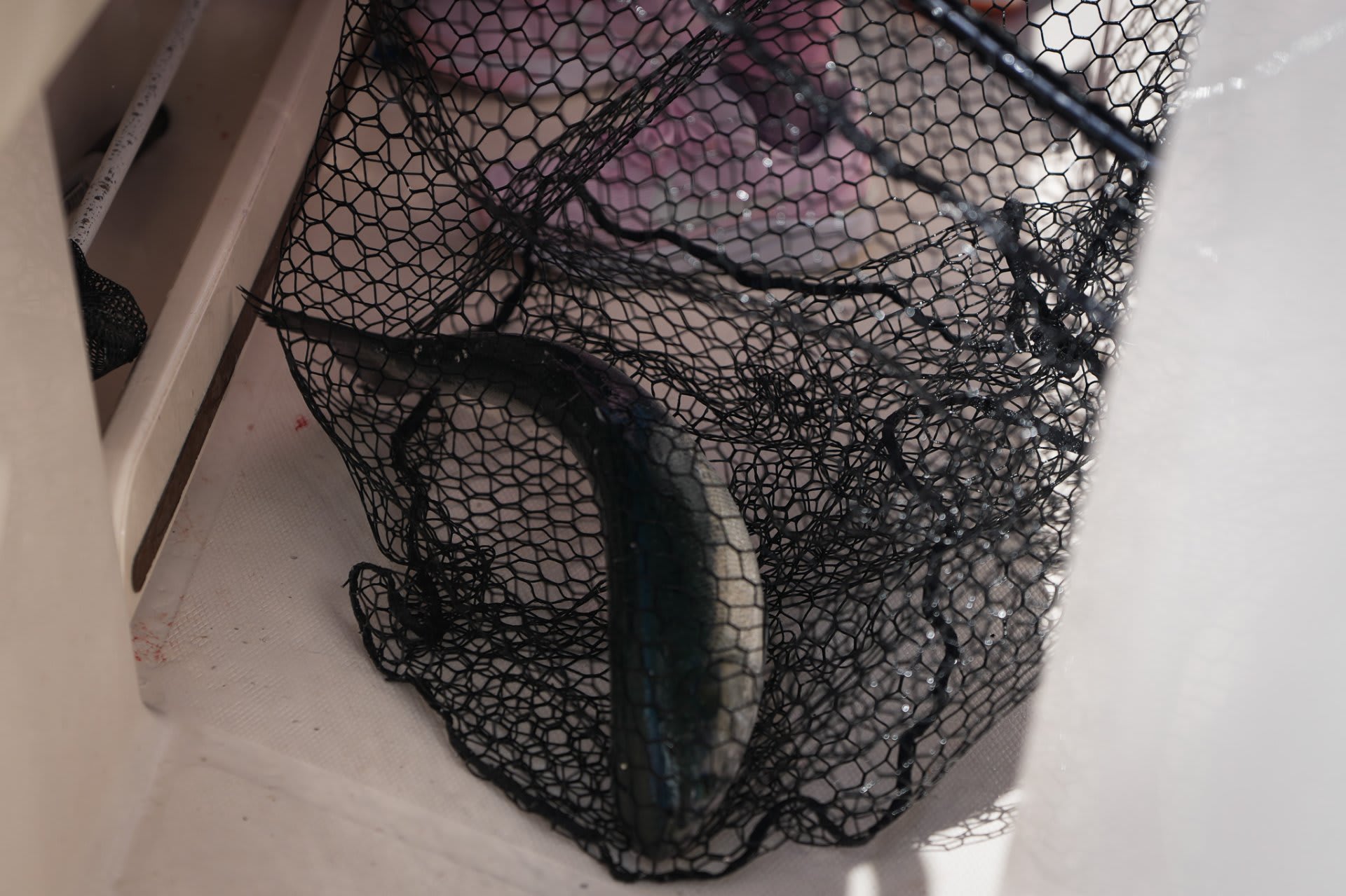 A salmon in the net — silver and perfect