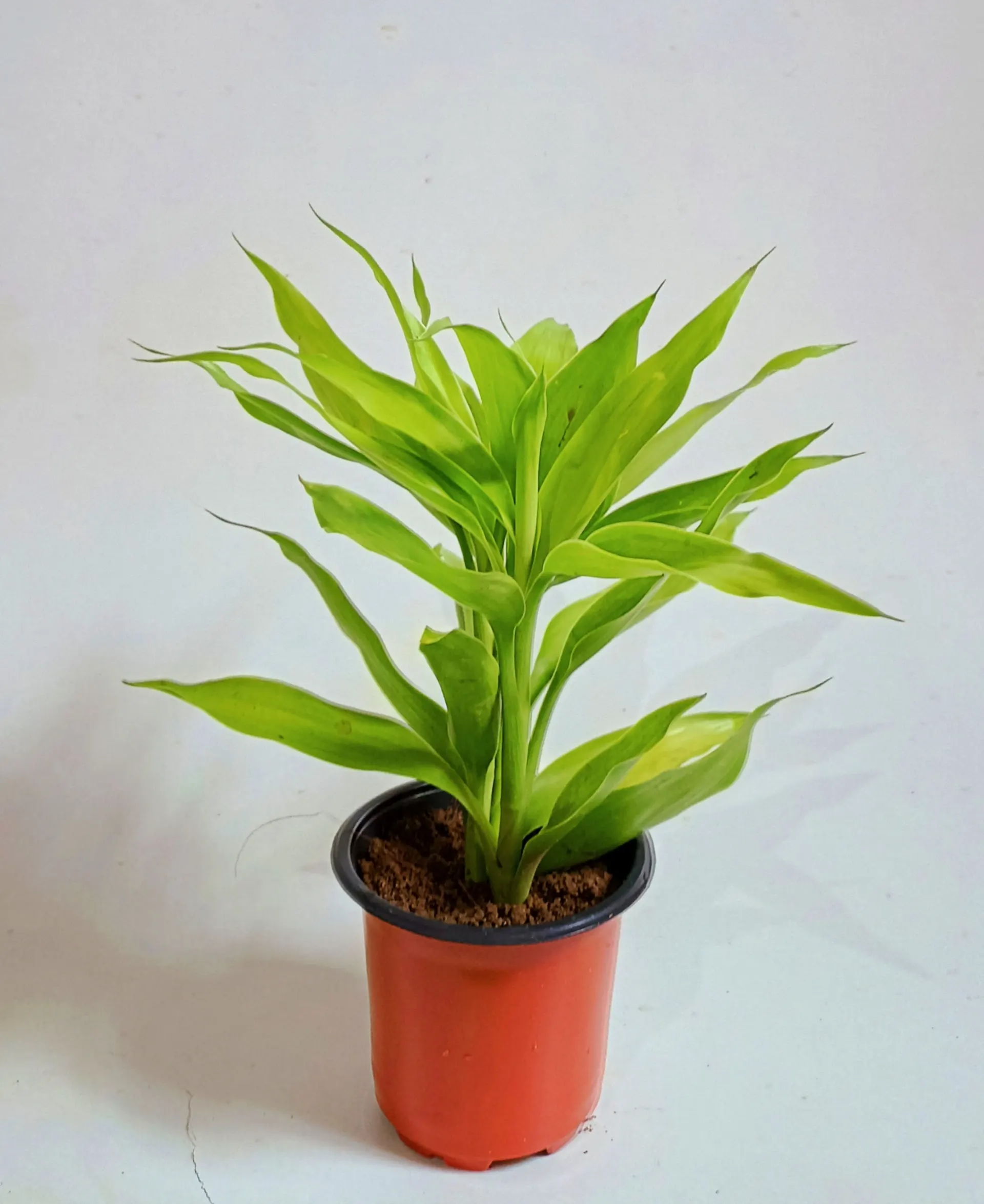 Lucky Bamboo Plant
