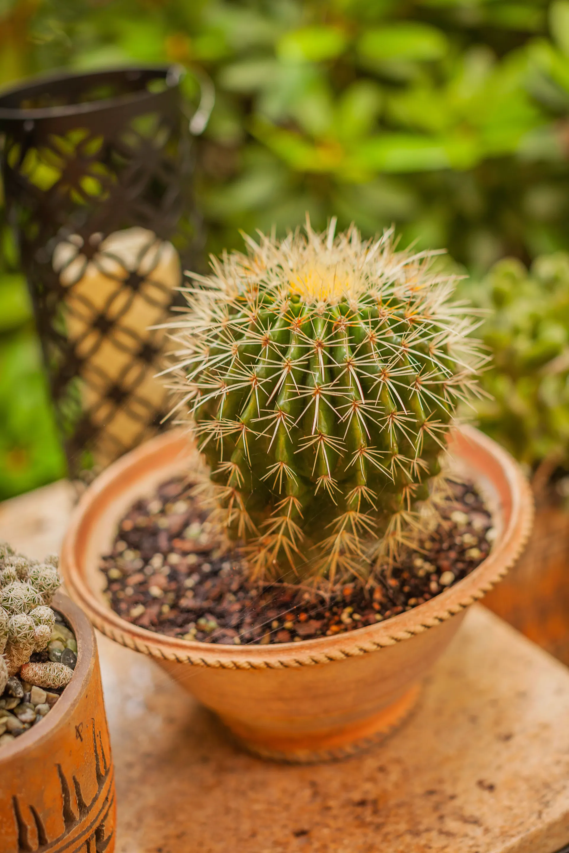 Globe Cactus