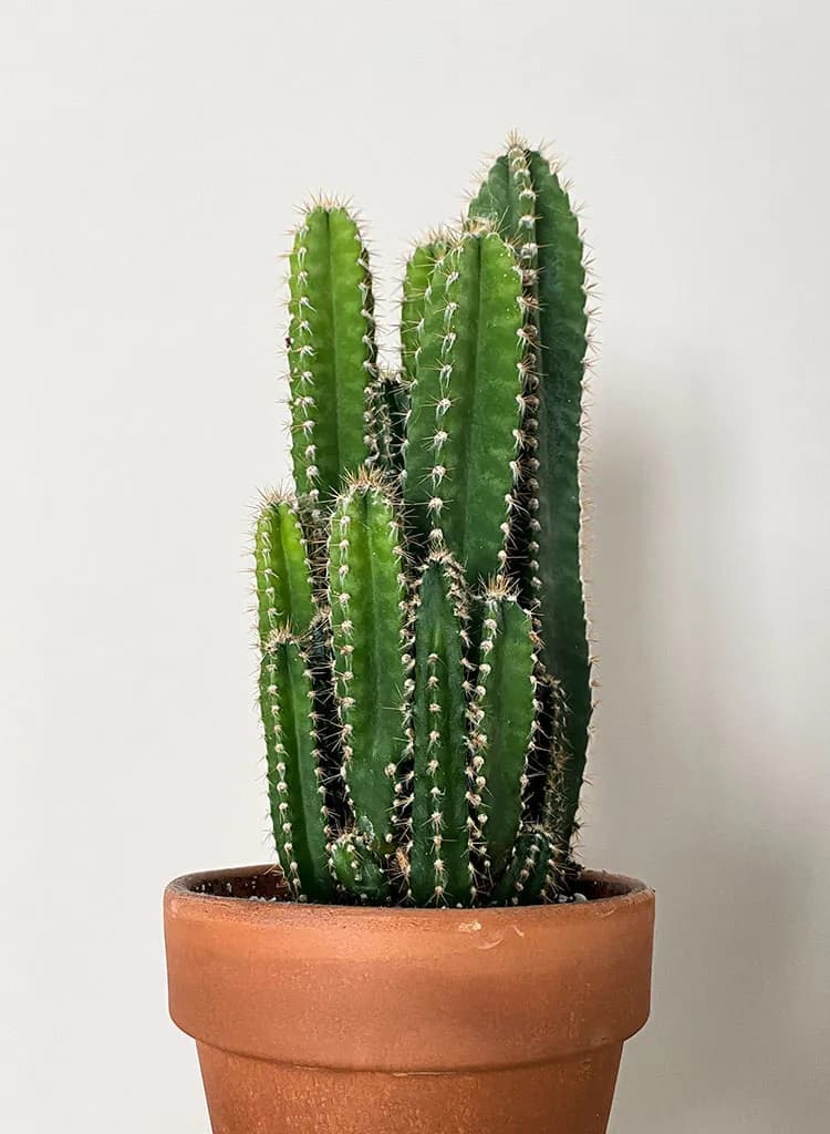 Dessert Cactus