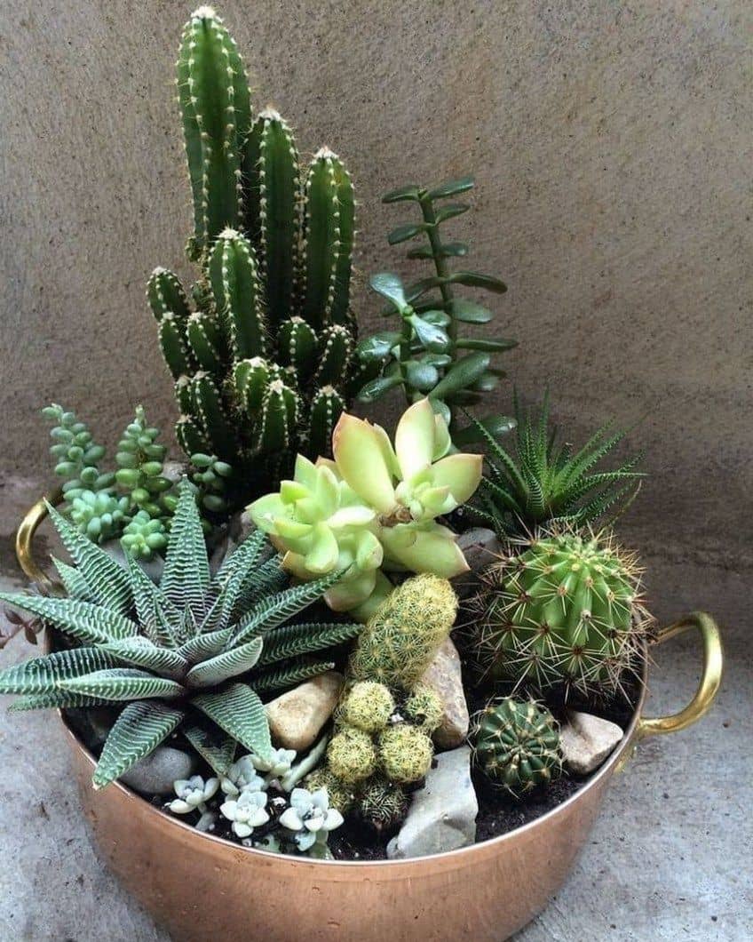 Cacti Oasis Dish Garden