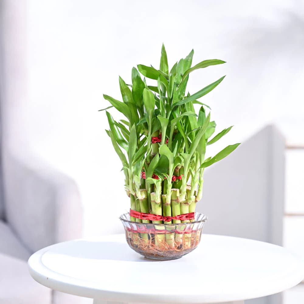 Zen Harmony Bamboo Cluster