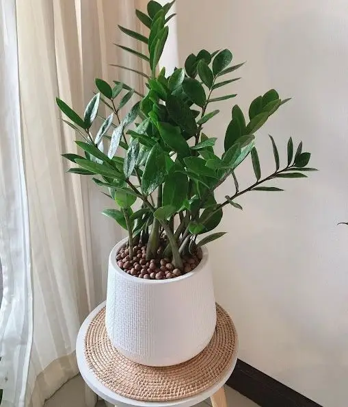 ZZ Plant