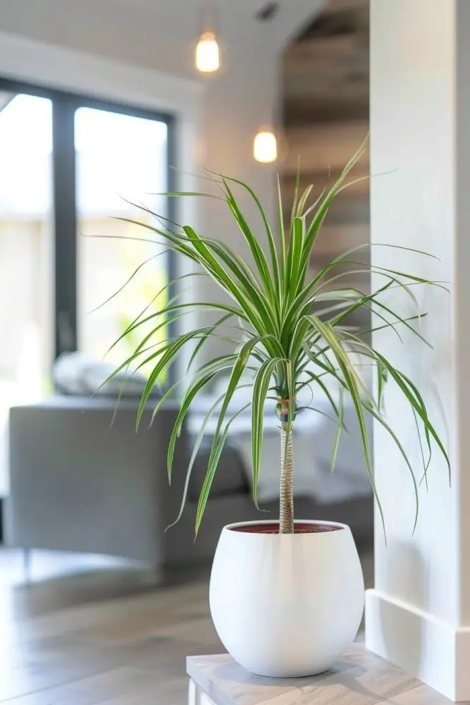 Tarzan Plant