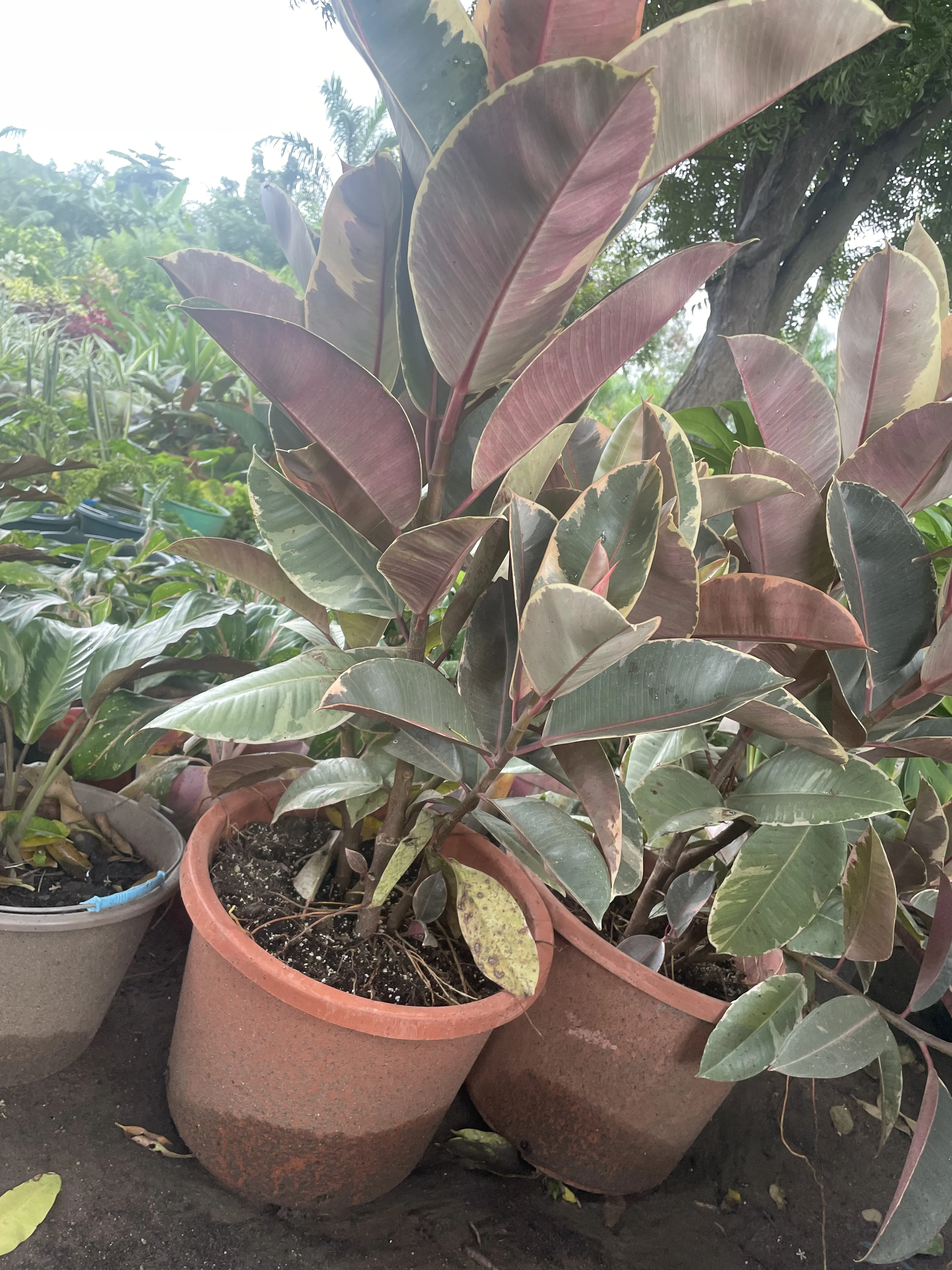 Eternal Elegance Ficus ₵900 Flowers Ghana