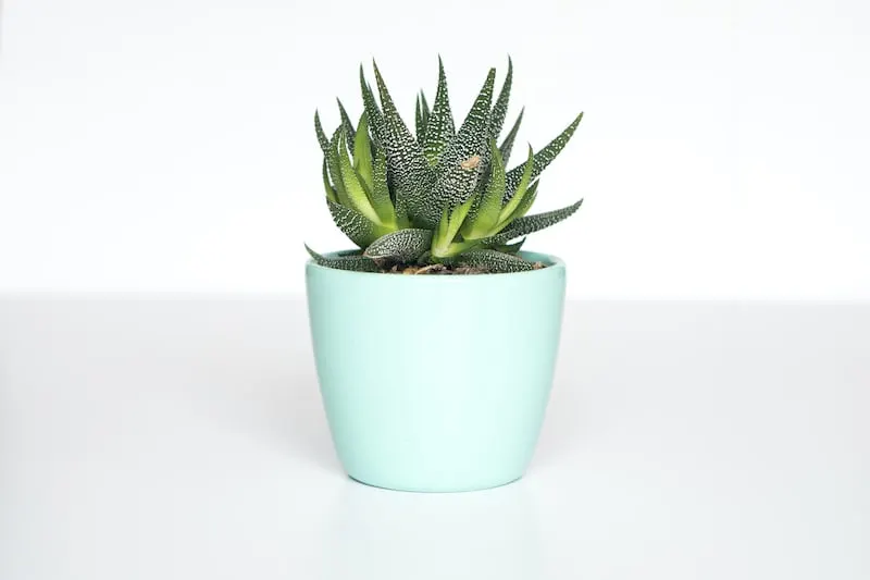 potted plant