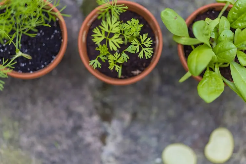 potted plant