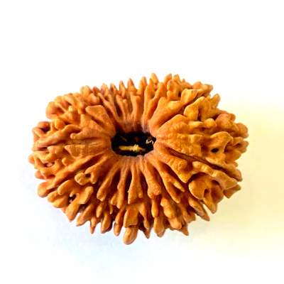 17 Mukhi Rudraksha.webp