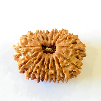 16 mukhi.webp