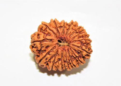 15 mukhi.webp