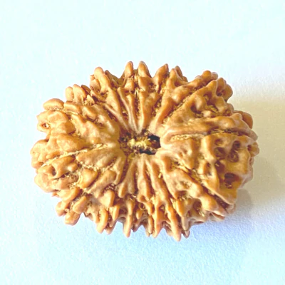 14 mukhi.webp