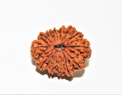 13 mukhi.webp