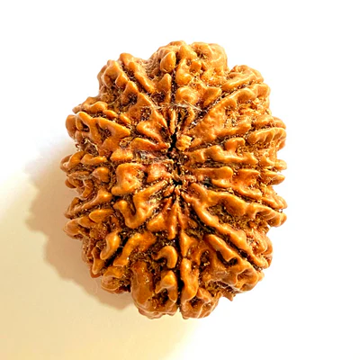 12 mukhi.webp