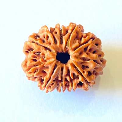 11 mukhri rudraksha.webp