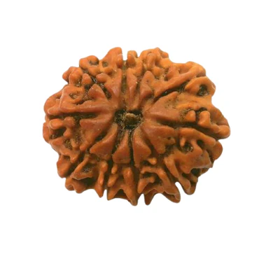 10 mukhi rudhraksha.webp