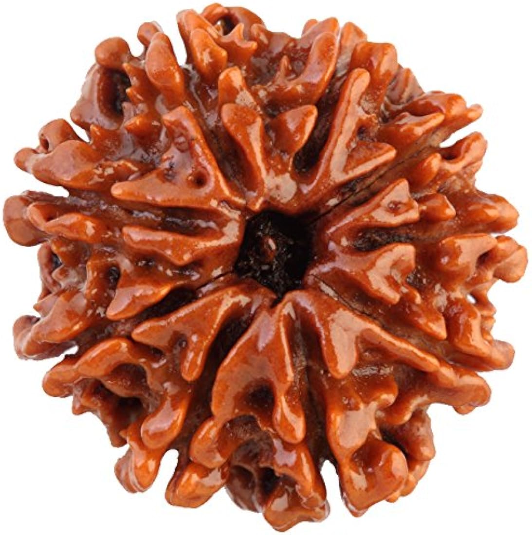 9 mukhi rudraksha.jpg