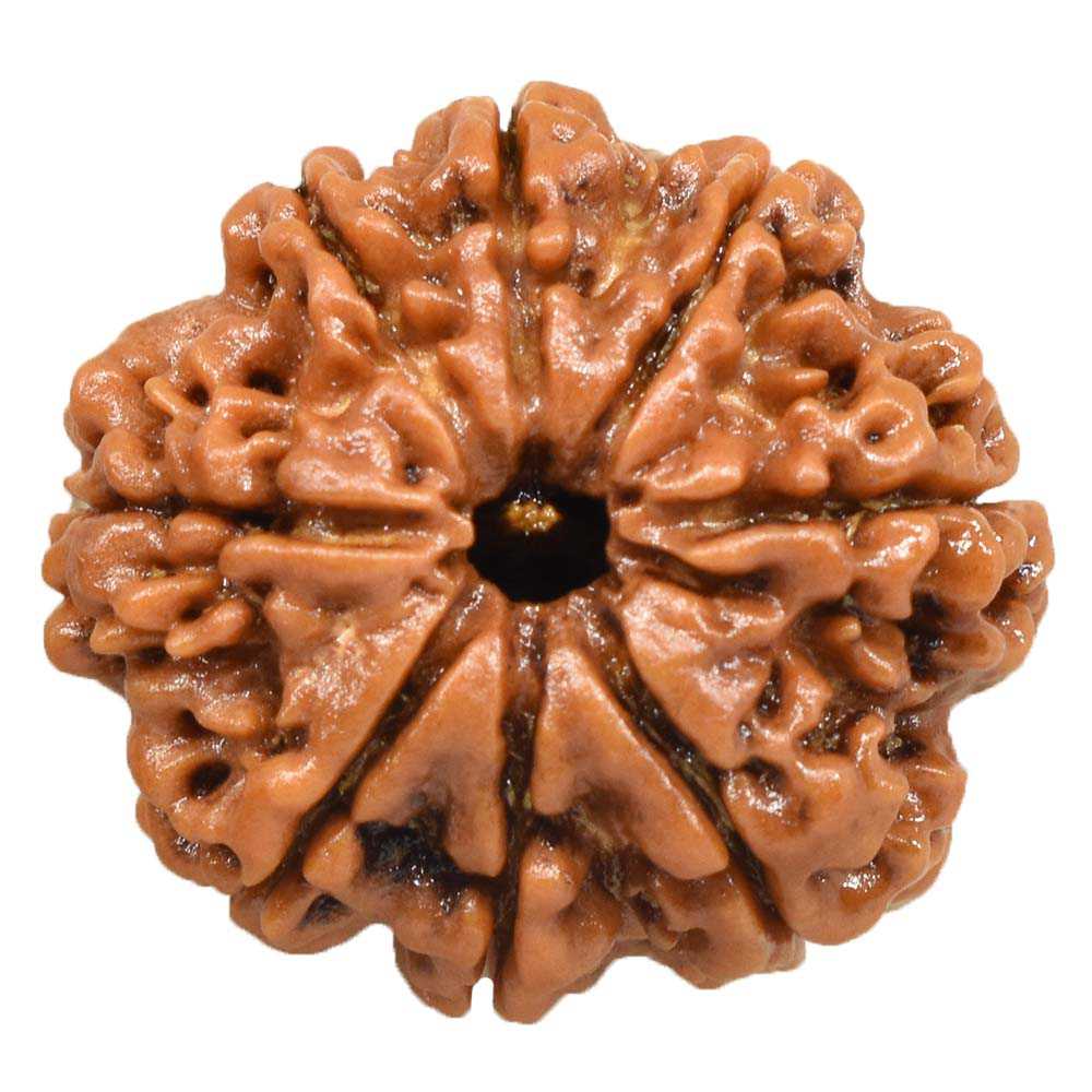 8-Mukhi.jpeg