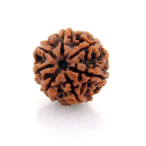 7-Mukhi-Rudraksha.jpg