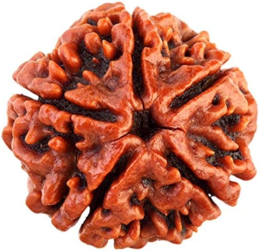 5 Mukhi.jpg