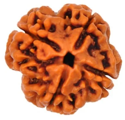 4-mukhi.webp